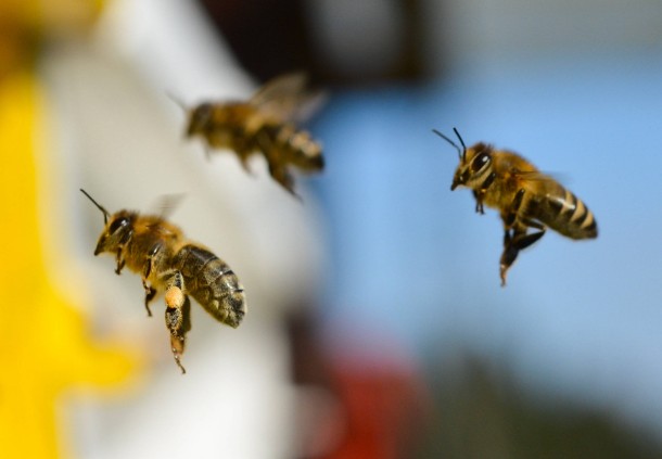 Wildbienen im Anflug auf den Bienenstock. 