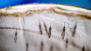 WHO empfiehlt Malaria-Impfstoff für Kinder