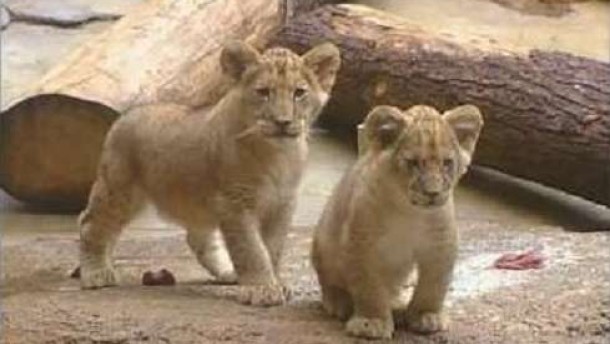 Nachrichten Wuppertal Zoo