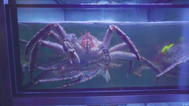 Groß, rot, lecker: Delikates Monster - die Königskrabbe