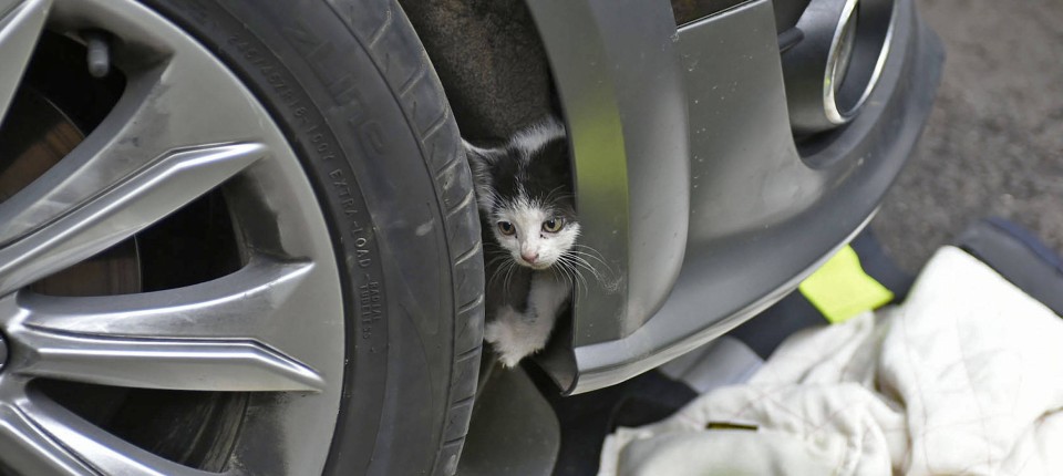 Mit Hilfe der Feuerwehr schaffte die kleine Katze es zurück ins Freie.