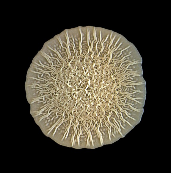 Bilderstrecke zu Wie Bakterien sich zu Biofilmen im Schleim