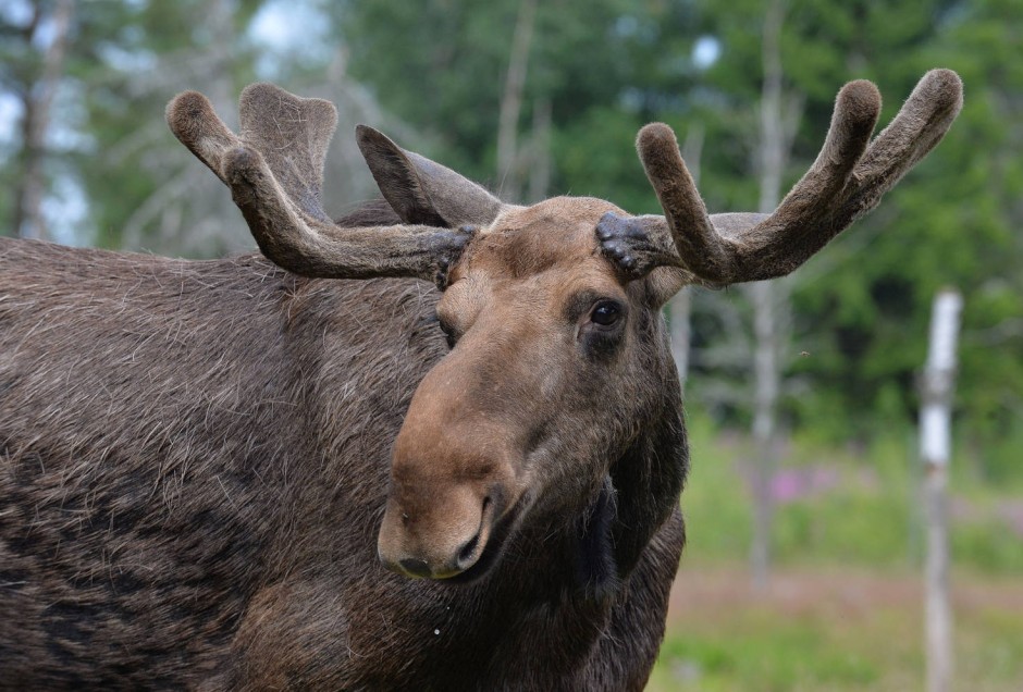 Bild zu: Norwegen: Jäger erschießen zwei Elche in Tierpark - Bild 1 von 1 - FAZ