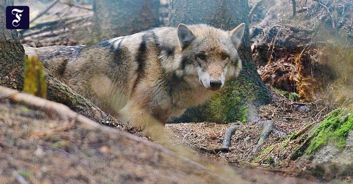 Wolf soll in Polen zwei Kinder angegriffen haben Wolf soll in Polen zwei Kinder angegriffen haben