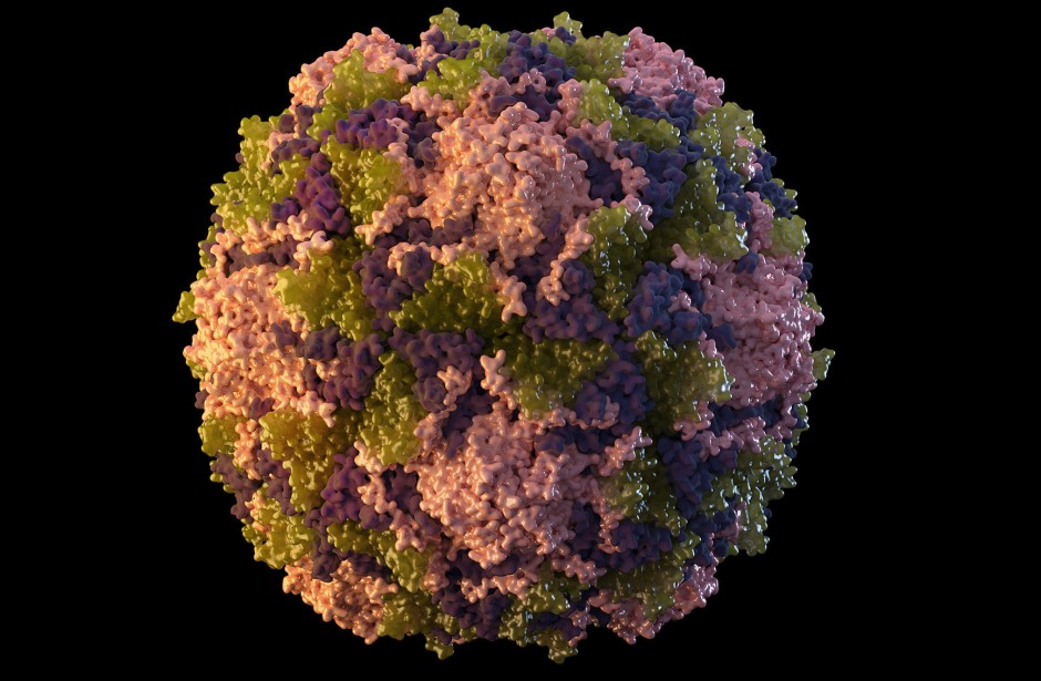 Illustration des Poliovirus