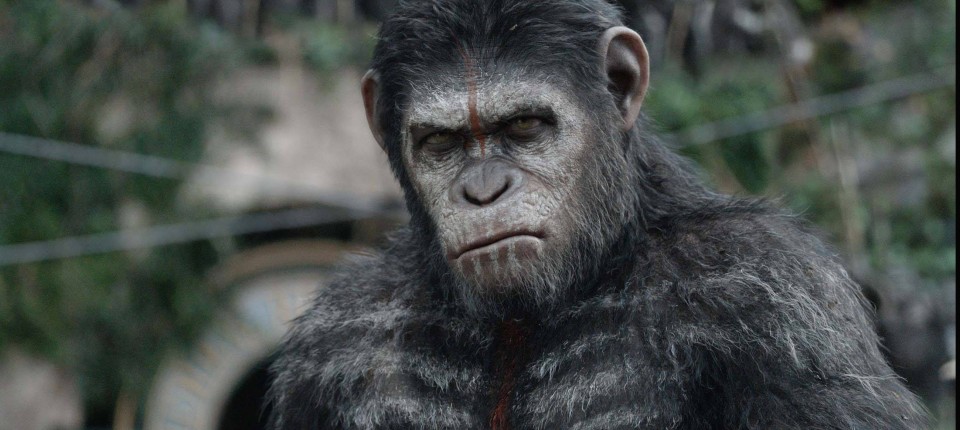 Get Was ist ein affe Desktop Wallpaper Was Ist Ein Affe