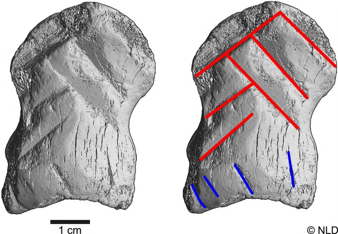Nicht erst der Homo sapiens konnte Symbolik: Die hier durch die roten und blauen Linien verdeutlichten Kerben des neandertalischen Schnitzers sind auffällig exakt und somit nicht zufällig. Nicht erst der Homo sapiens konnte Symbolik: Die hier durch die roten und blauen Linien verdeutlichten Kerben des neandertalischen Schnitzers sind auffällig exakt und somit nicht zufällig.
