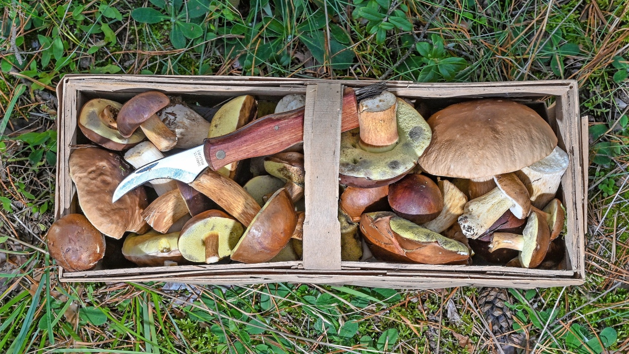 Saison für Waldpilze