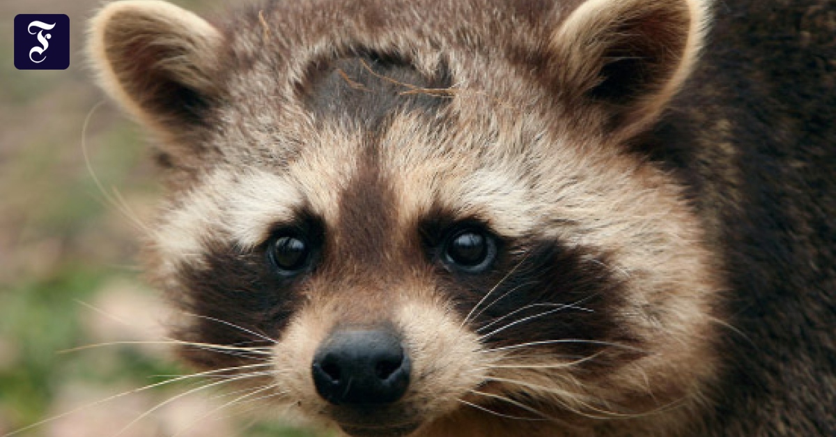 Waschbären in Hessen auf dem Vormarsch