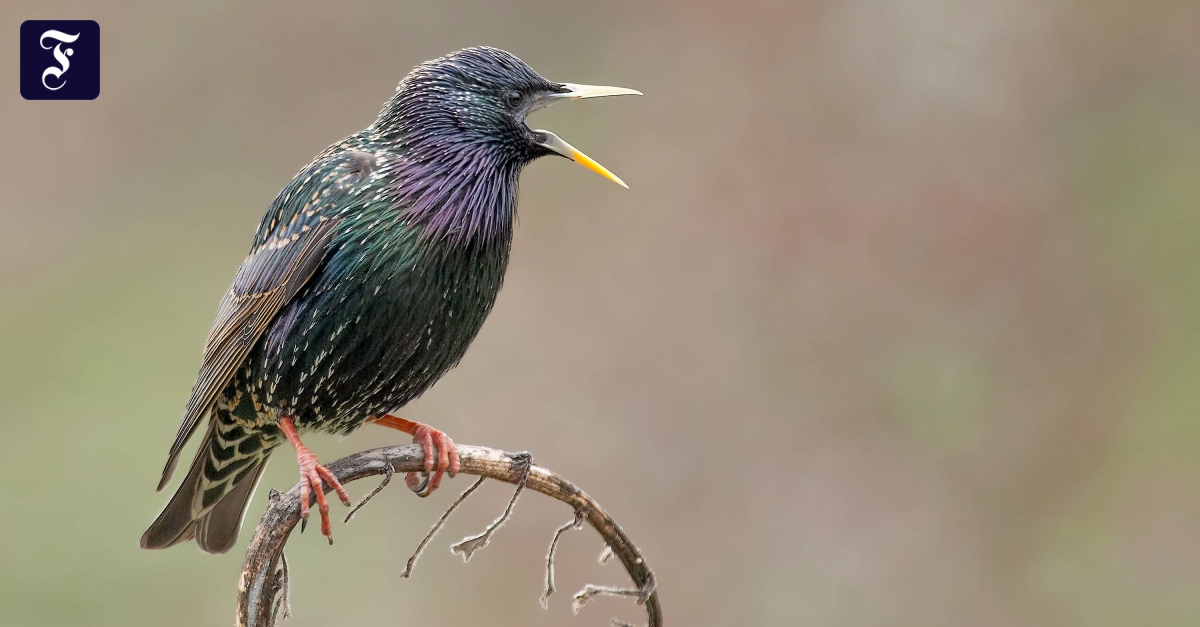 Der Querdenker und Nestbeschmutzer in der Nationalakademie