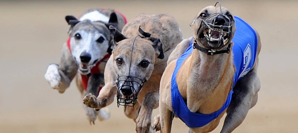 Glosse Winzige Windhunde Natur Faz