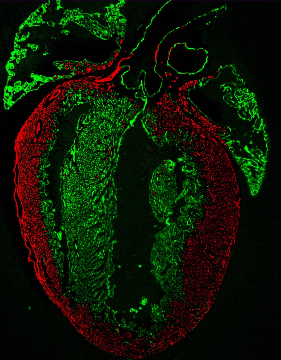 Bild zu: Embryologie: Das Herz der ersten Tage - Bild 1 von 1 - FAZ