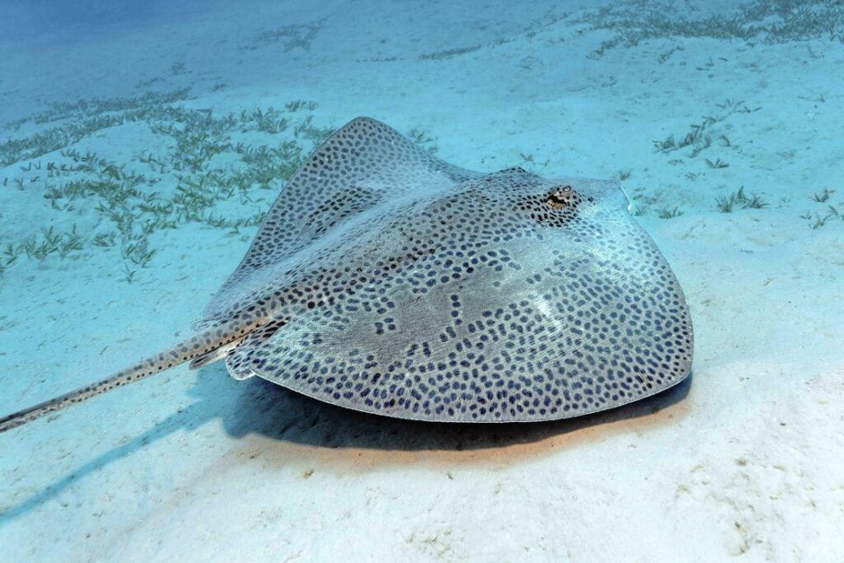 Bilderstrecke zu: Klimakrise: Der Artenumbruch im Mittelmeer - Bild 1