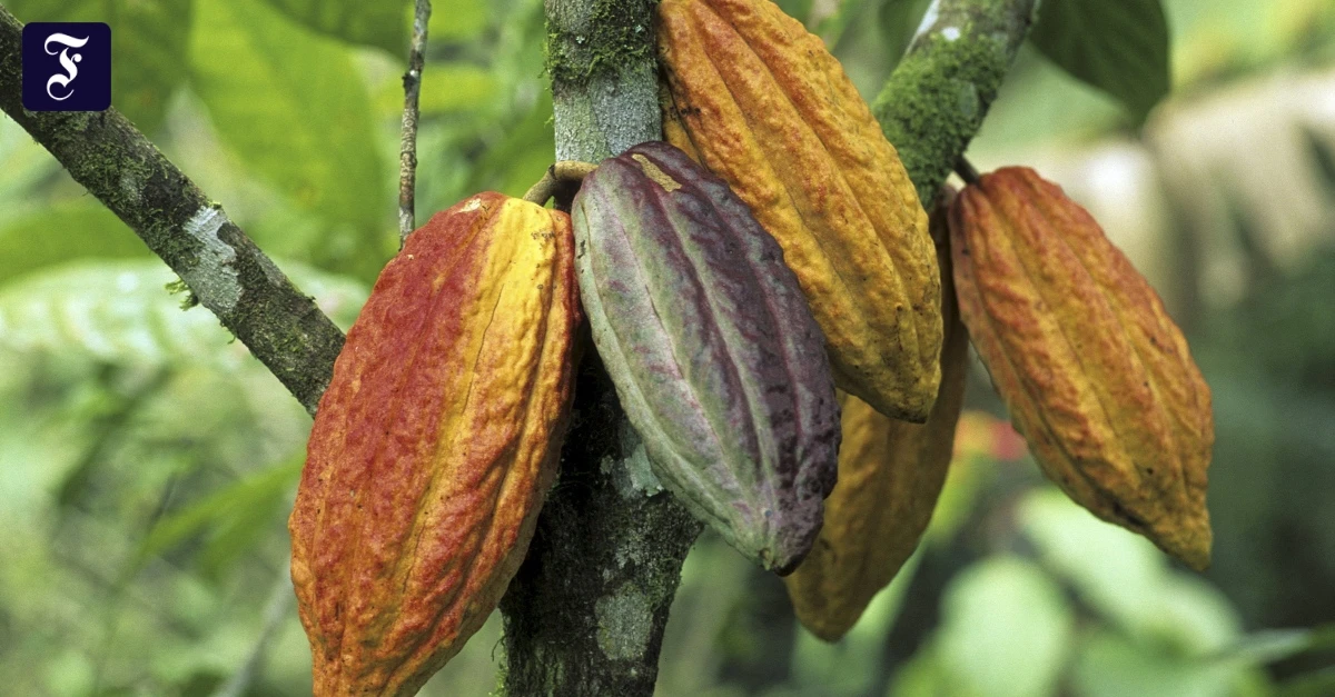 Klimahilfen-Amazonas-Die-Bohnen-von-Bel-m