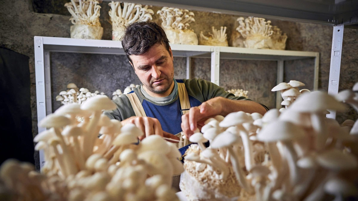 Wo Edelpilze im Keller wachsen: „Es ist eine Art Kommunikation mit dem Pilz“