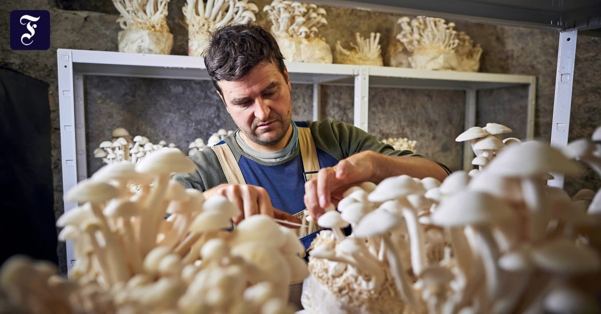 Wo-Edelpilze-im-Keller-wachsen-Es-ist-eine-Art-Kommunikation-mit-dem-Pilz-