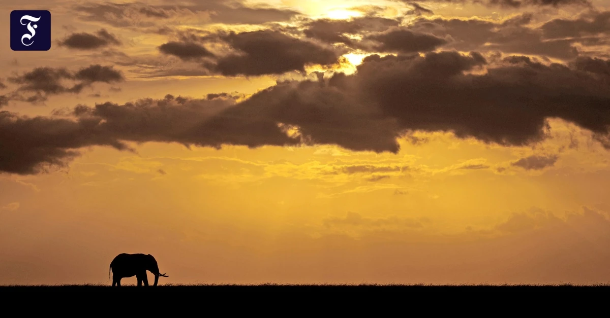 Safari-mit-Luxus-Lodge-Der-Tod-ist-das-Leben