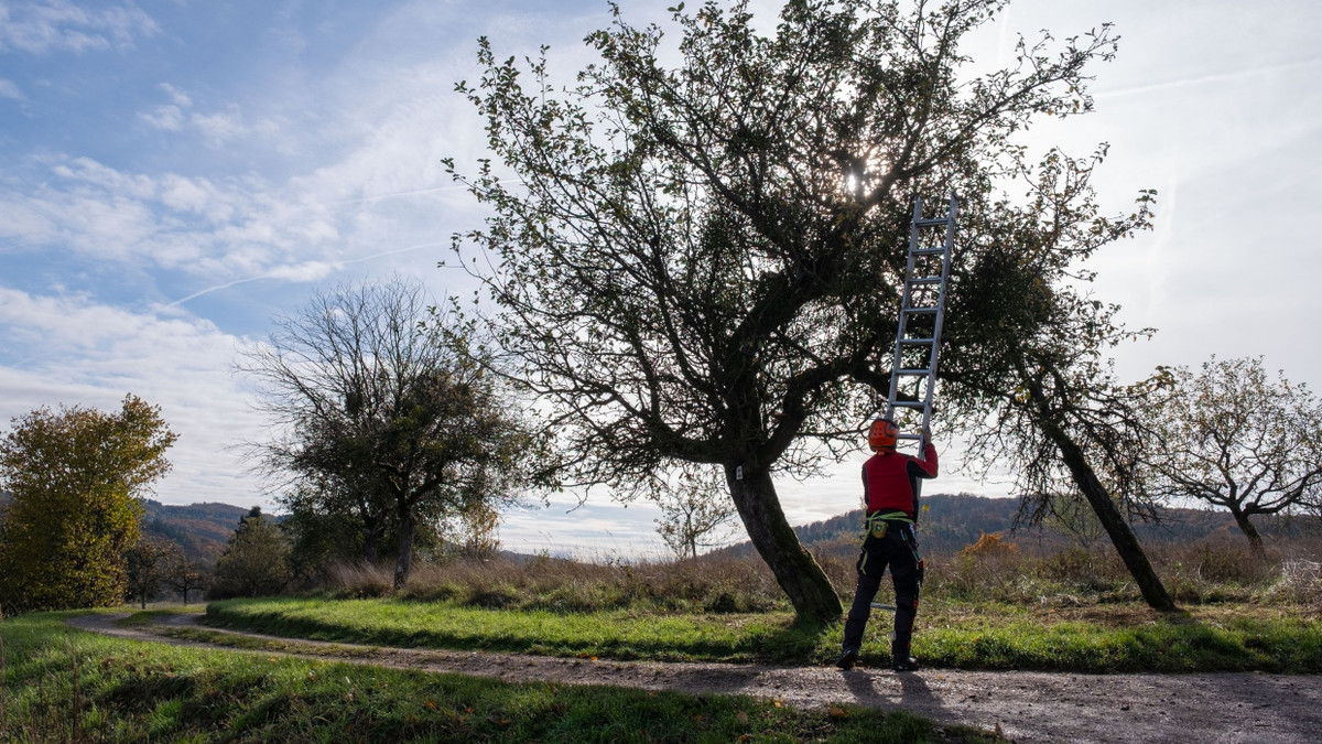 Schön und gefährlich: Warum Misteln Obstbäume bedrohen