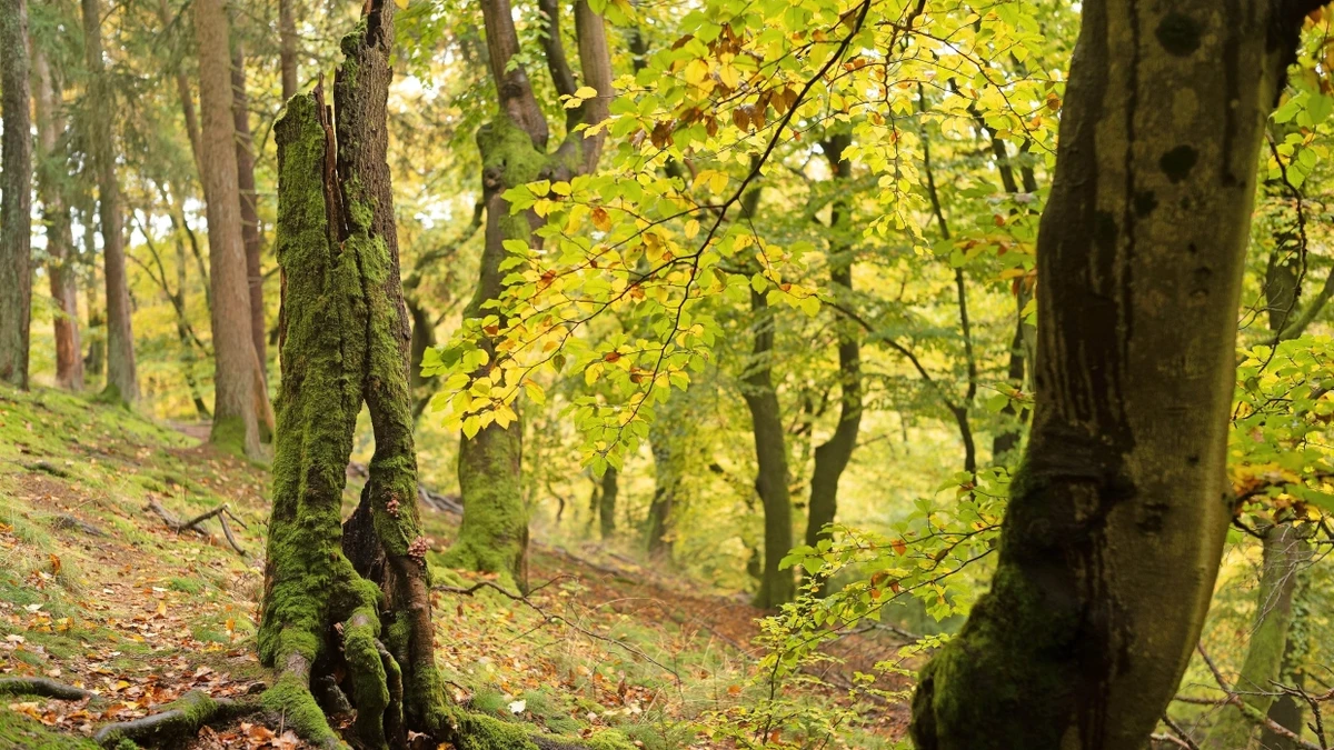 Naturschutz per Verordnung: Wie Europa die Wälder retten will
