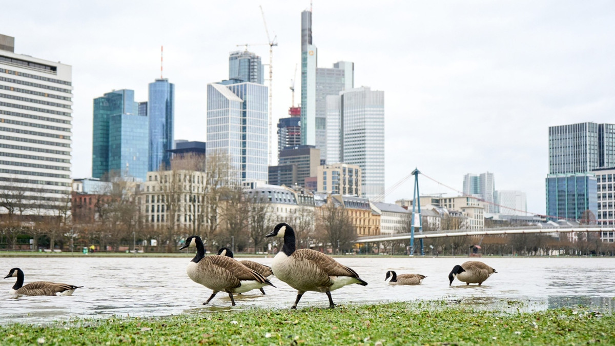 Liveticker Hessen & Frankfurt: Auch Frankfurt verordnet Maßnahmen gegen Vogelgrippe