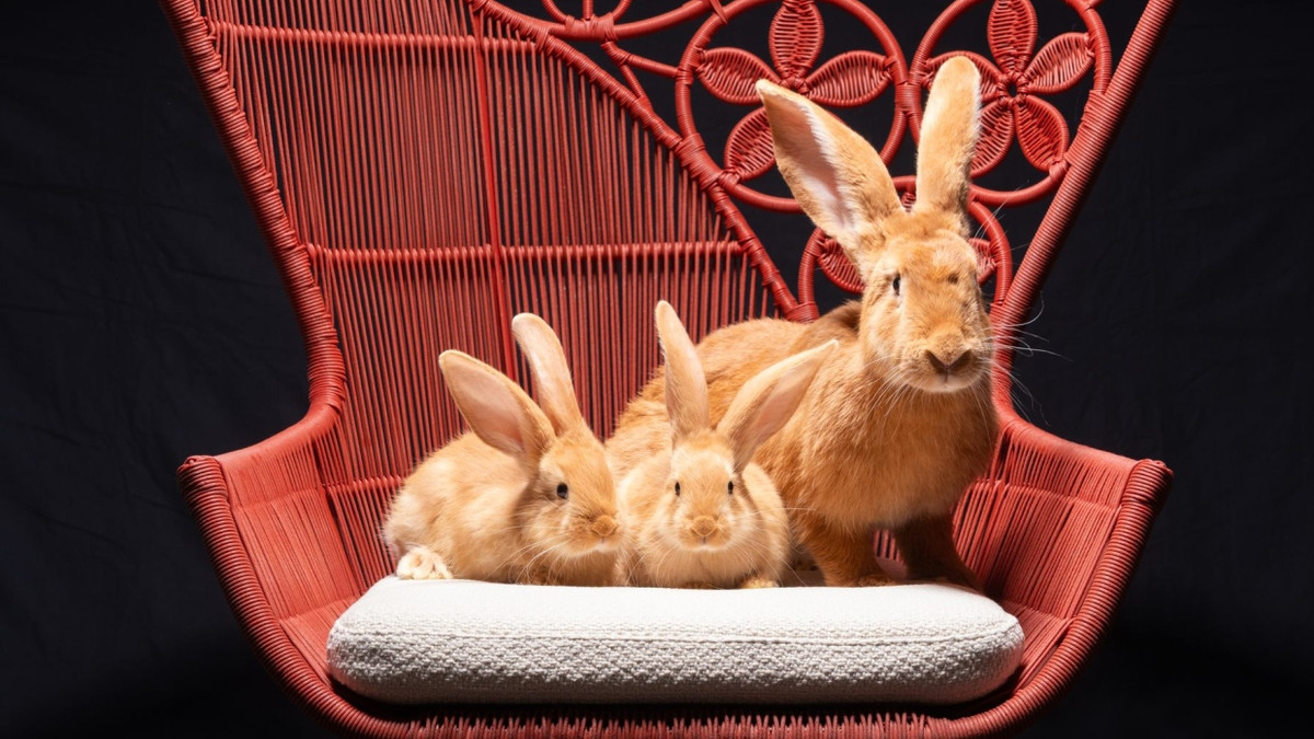 Möbelneuheiten: Hoppela