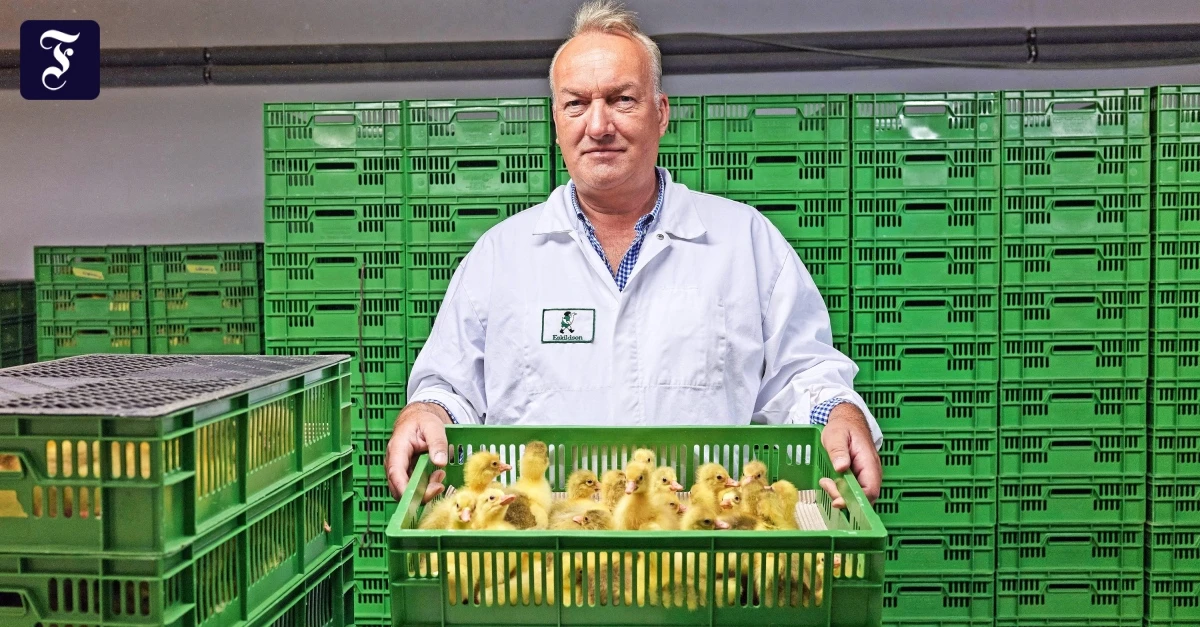 Vogelgrippe-Martinsgans-ohne-Aufschlag