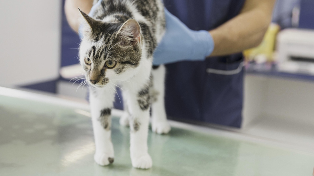 Schutz vor hohen Tierarztkosten: Wann sich Krankenversicherungen für Haustiere lohnen