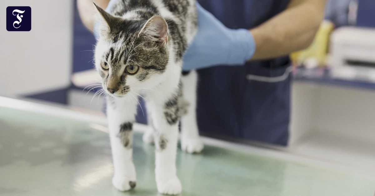 Schutz-vor-hohen-Tierarztkosten-Wann-sich-Krankenversicherungen-f-r-Haustiere-lohnen