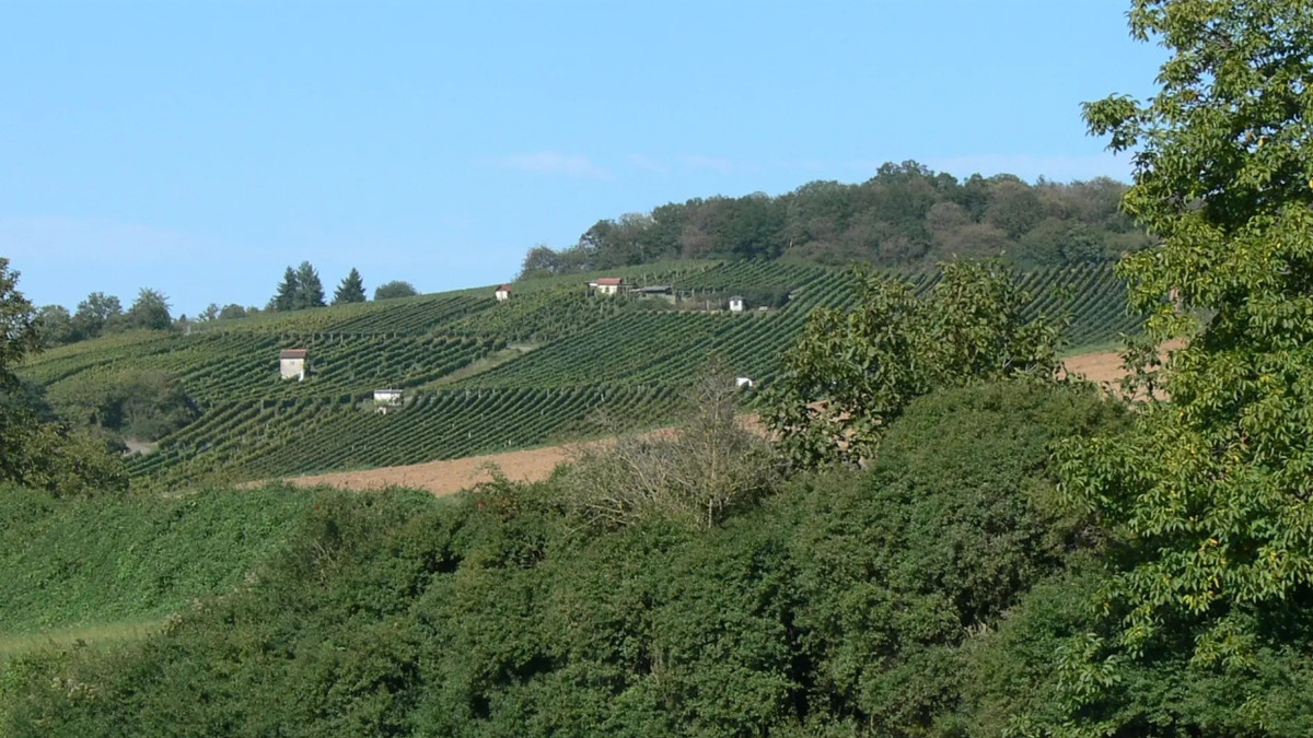 Wandertipp: Eine Weininsel im Gebirge