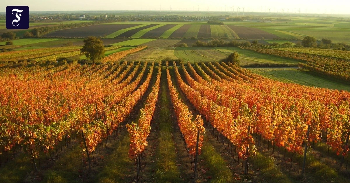 Reiner-Wein-Dorli-Muhr-und-der-Spitzerberg
