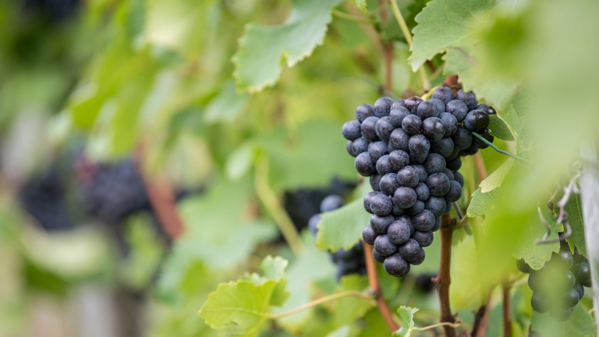 So isst Politik: The Länd lässt die Korken knallen