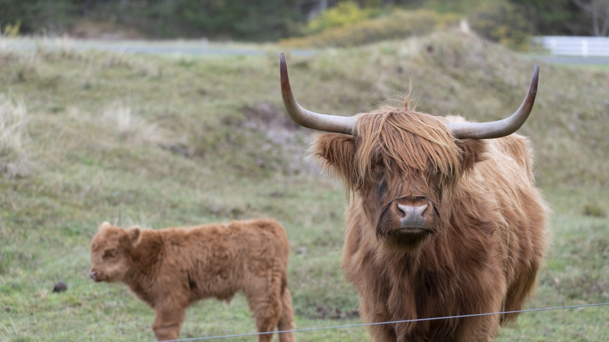 Innereien zurückgelassen: Galloway-Rind illegal auf der Weide geschlachtet