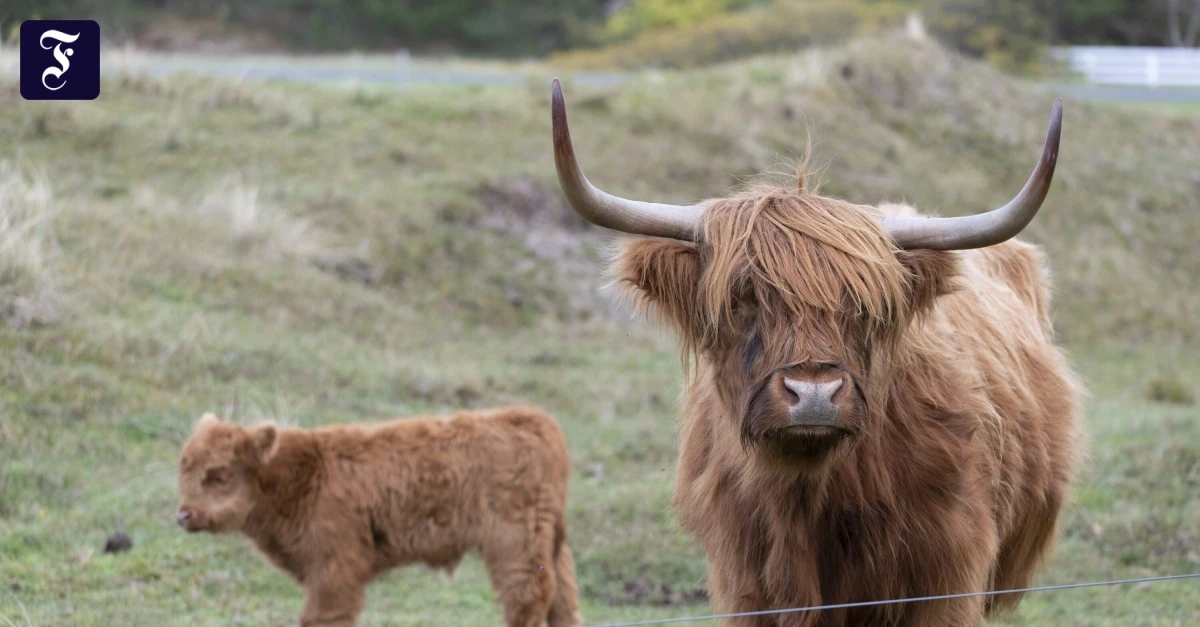 Innereien-zur-ckgelassen-Gallowayrind-illegal-auf-der-Weide-geschlachtet
