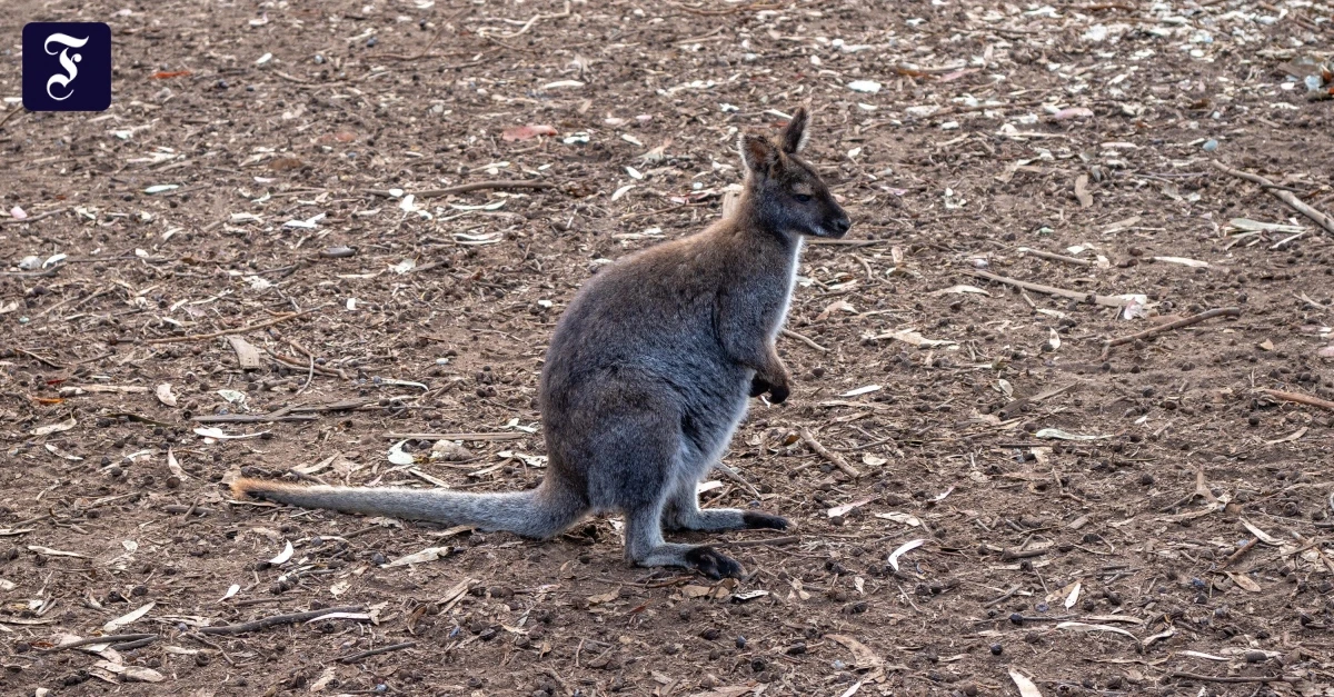Augstein-ber-K-nguru-Unser-Wallaby-ist-wieder-da-