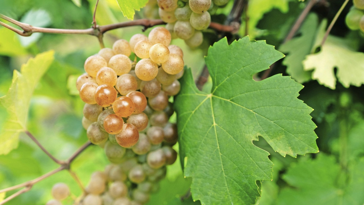 Chardonnay-Trauben: Die Suche nach Chardonnay-Alternativen hat die Weinkarten der Welt diverser gemacht. - Picture Alliance