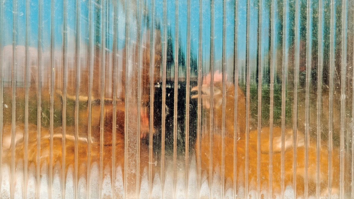 Verglast: Hühner hinter der Plexiglasscheibe eines Stalls auf dem Hof Obersteinberg in Mittelhessen - Ilkay Karakurt