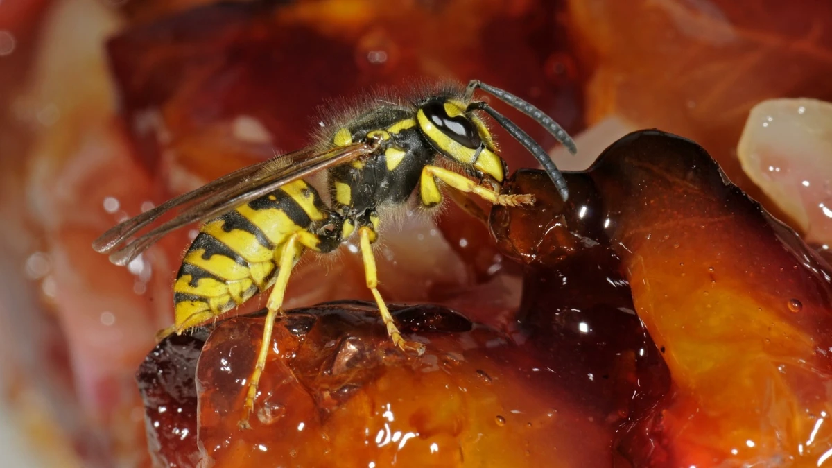 Wespen krabbeln grade im Spätsommer häufig auf Süßem herum. Sollen sie ruhig, sagt der Experte. - Picture Alliance