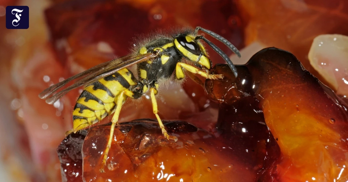 Insekten-auf-dem-Essen-K-nnen-Wespenf-e-Krankheiten-bertragen-