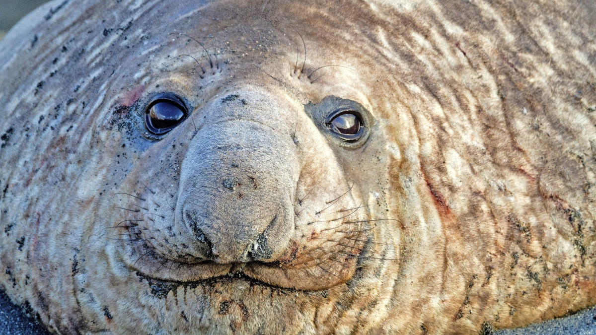 Lebewesen der Woche: Das Sexleben der See-Elefanten