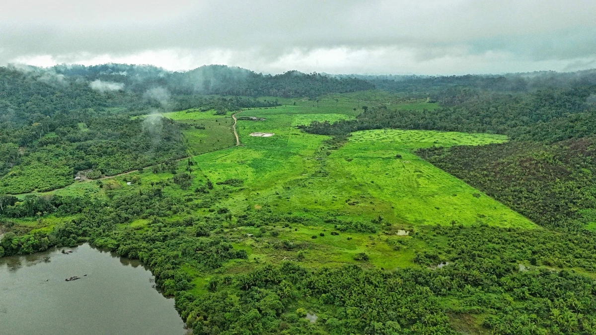Klimaschutz und Biodiversität: 125 Milliarden Dollar für die Tropenwälder