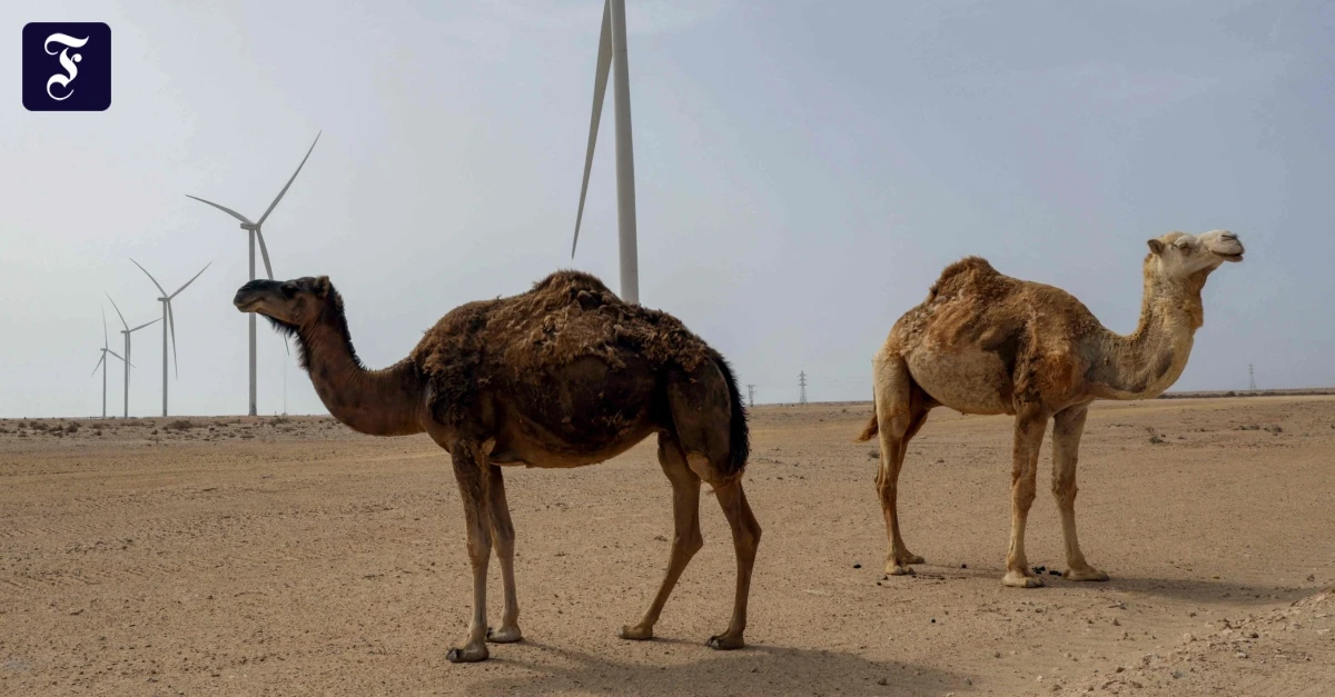 Resolution: UN-Sicherheitsrat: Westsahara sollte Teil von Marokko werden