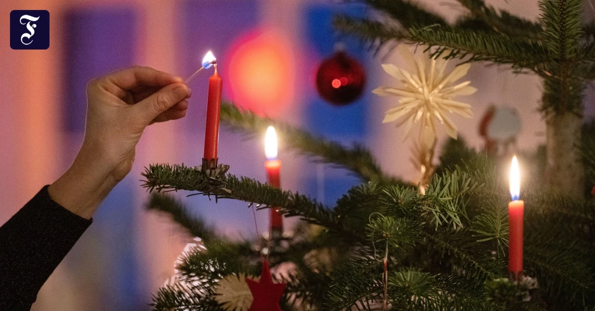 Im Sommer gut gewachsen: Weihnachtsbäume werden etwas teurer