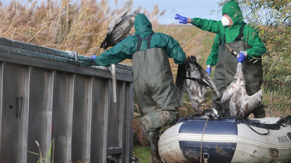 Einsatzkräfte der Feuerwehr entsorgen verendete Kraniche in einem Container. Die Ausbrüche der Vogelgrippe bei Wild- und Nutztieren häufen sich. - dpa
