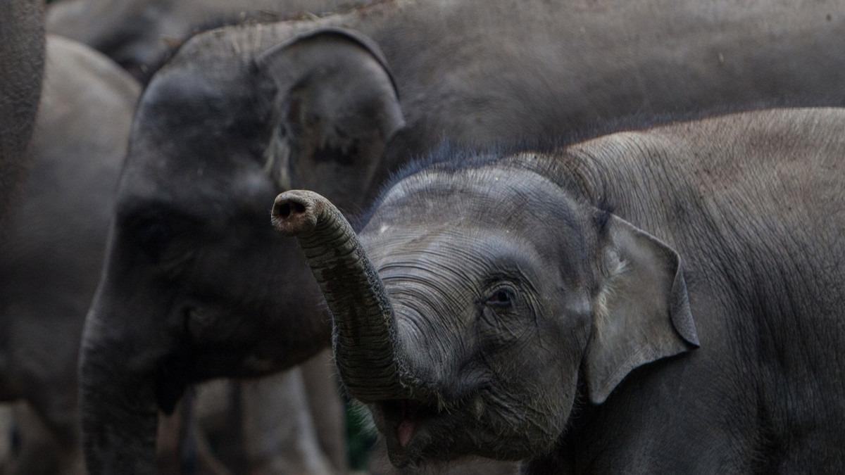 Eine Herde Sumatra-Elefanten in einem Naturschutzgebiet in West Java, Indonesien, im August 2017. - dpa