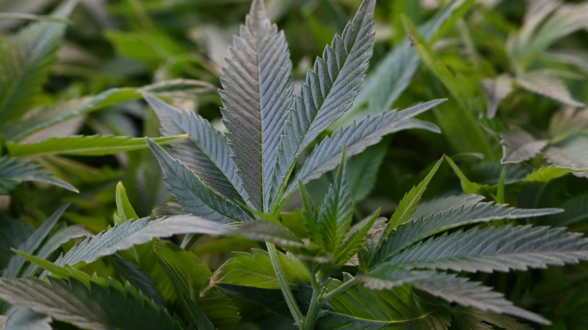 Ist die geplante Reform des Medizinalcannabis-Gesetzes zum Scheitern verurteilt? - dpa