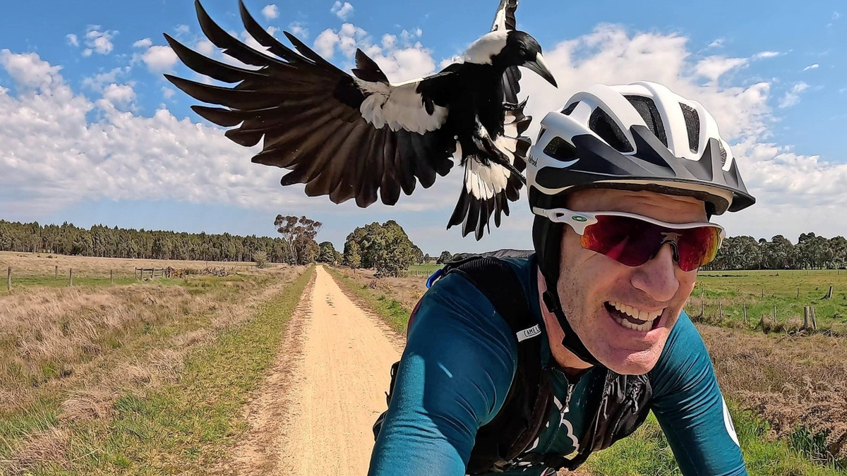 Australische Magpies: Sie greifen meist von hinten an