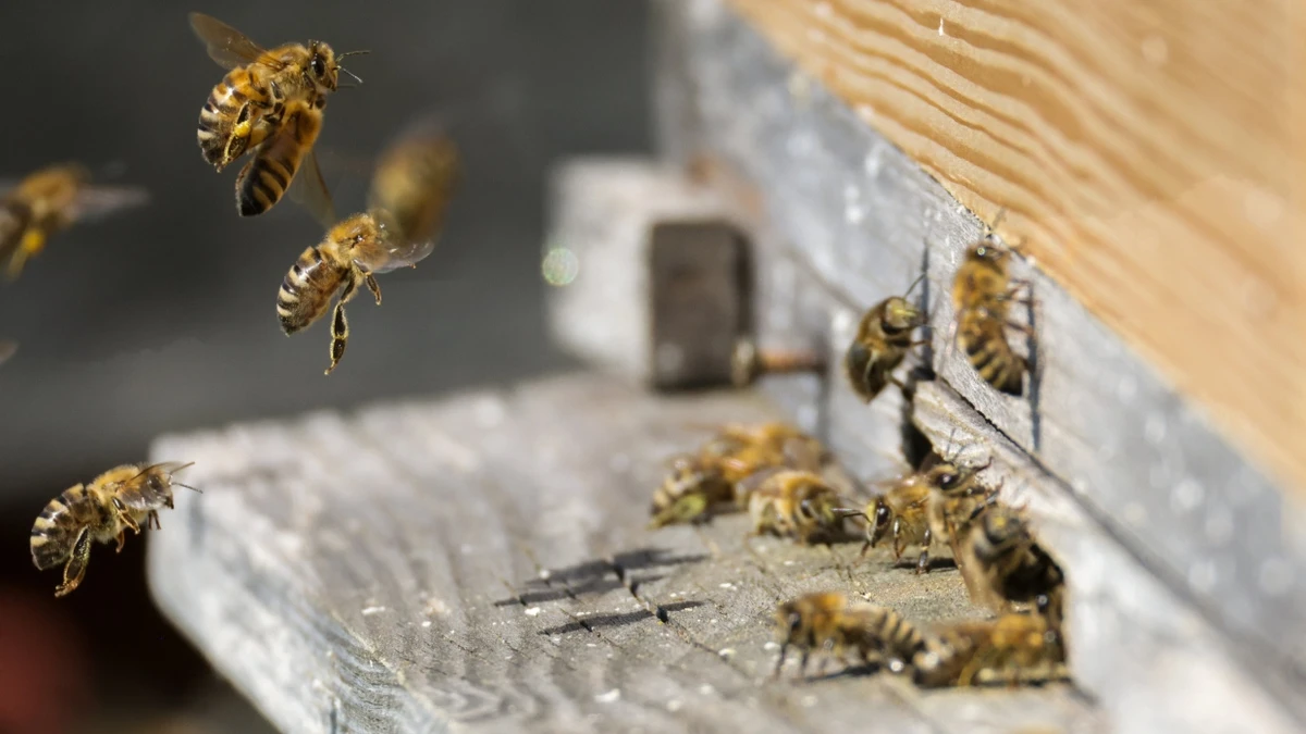 Die Bienen könnten an der Amerikanischen Faulbrut erkrankt sein – einer für die Bienenbrut tödlichen Seuche. - dpa