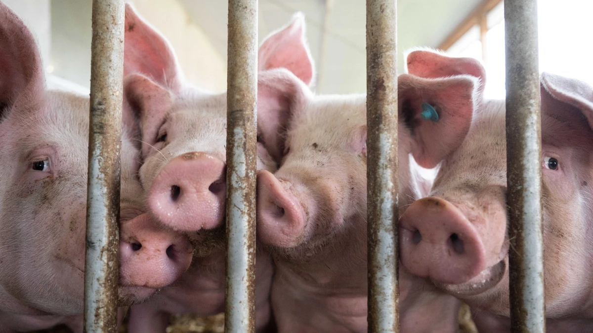 Doch ist nicht ganz klar, ob es den Tierschutzbeirat in Hessen dafür braucht. - dpa