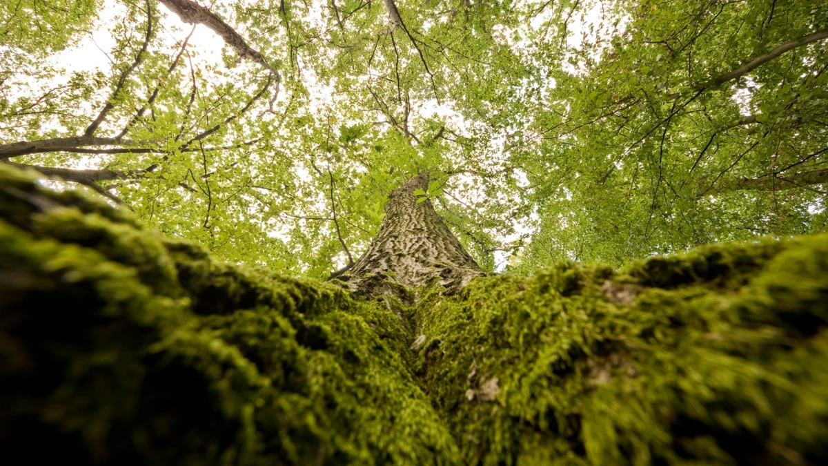 Bericht der Umweltagentur: Bis 2030 auf dem Weg zur intakten Natur? Nicht in diesem Tempo