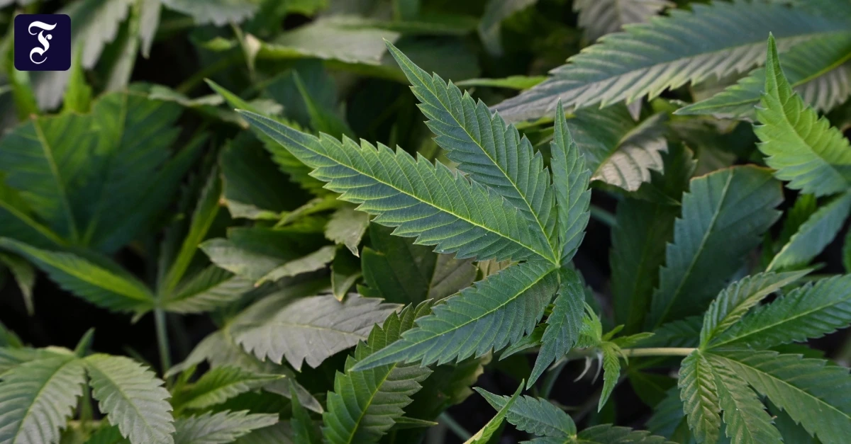 F.A.S. exklusiv: Wie geht’s weiter mit dem Cannabis?